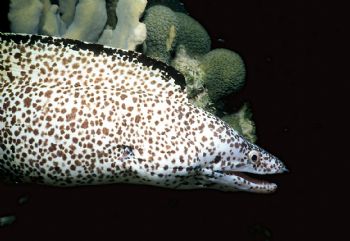 White at Night.  Large spotted eel taken at night. by Beverly Speed 